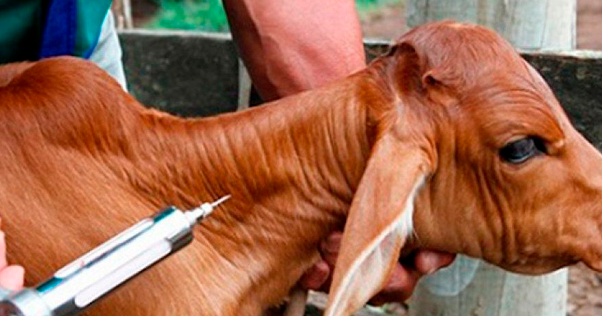 Pedra Mole reforça o combate à brucelose e passa a contar com técnico habilitado para vacinação do rebanho
