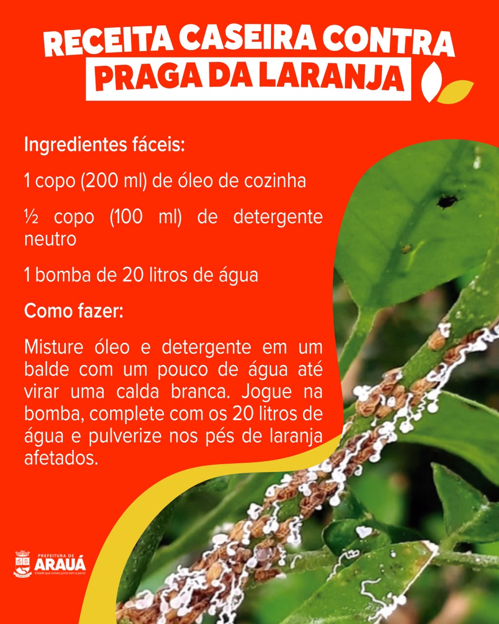 Foto 2 da notícia 🌱🍊 Campanha Lavoura Segura: mais cuidado com a lavoura, mais proteção para o meio ambiente!